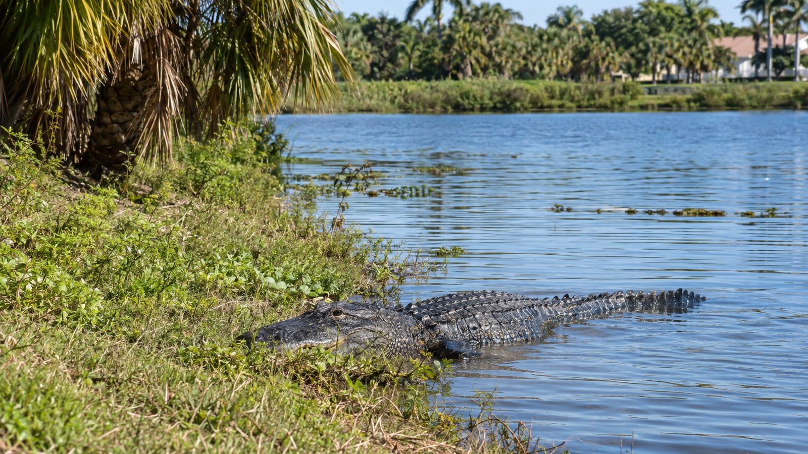 A 71-year-old fisherman was dragged into a Florida pond and killed by a nearly 12-foot alligator while standing on the s