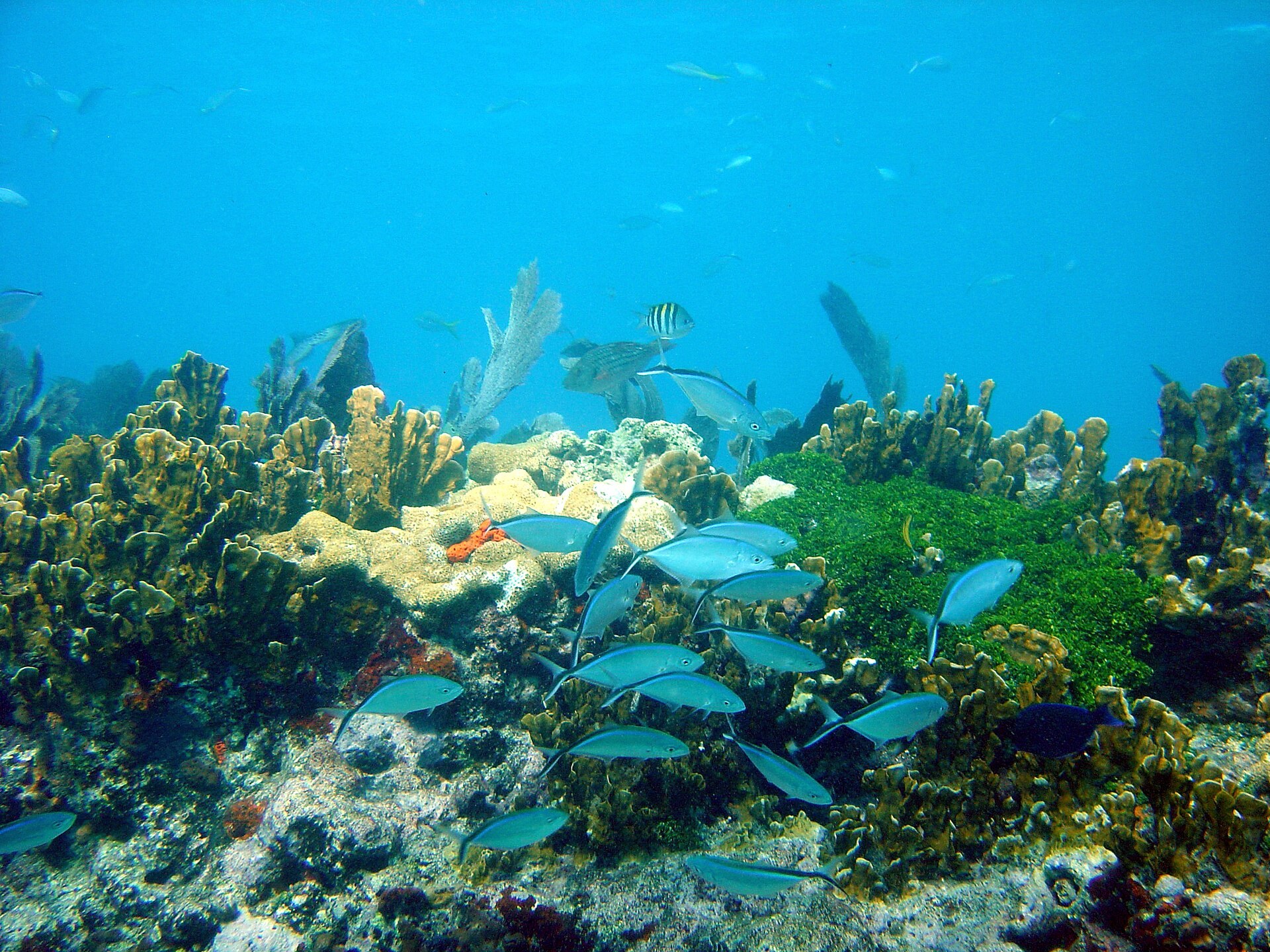 Fish and corals in John Pennekamp Marine Park (John Pennekamp Coral Reef State Park)