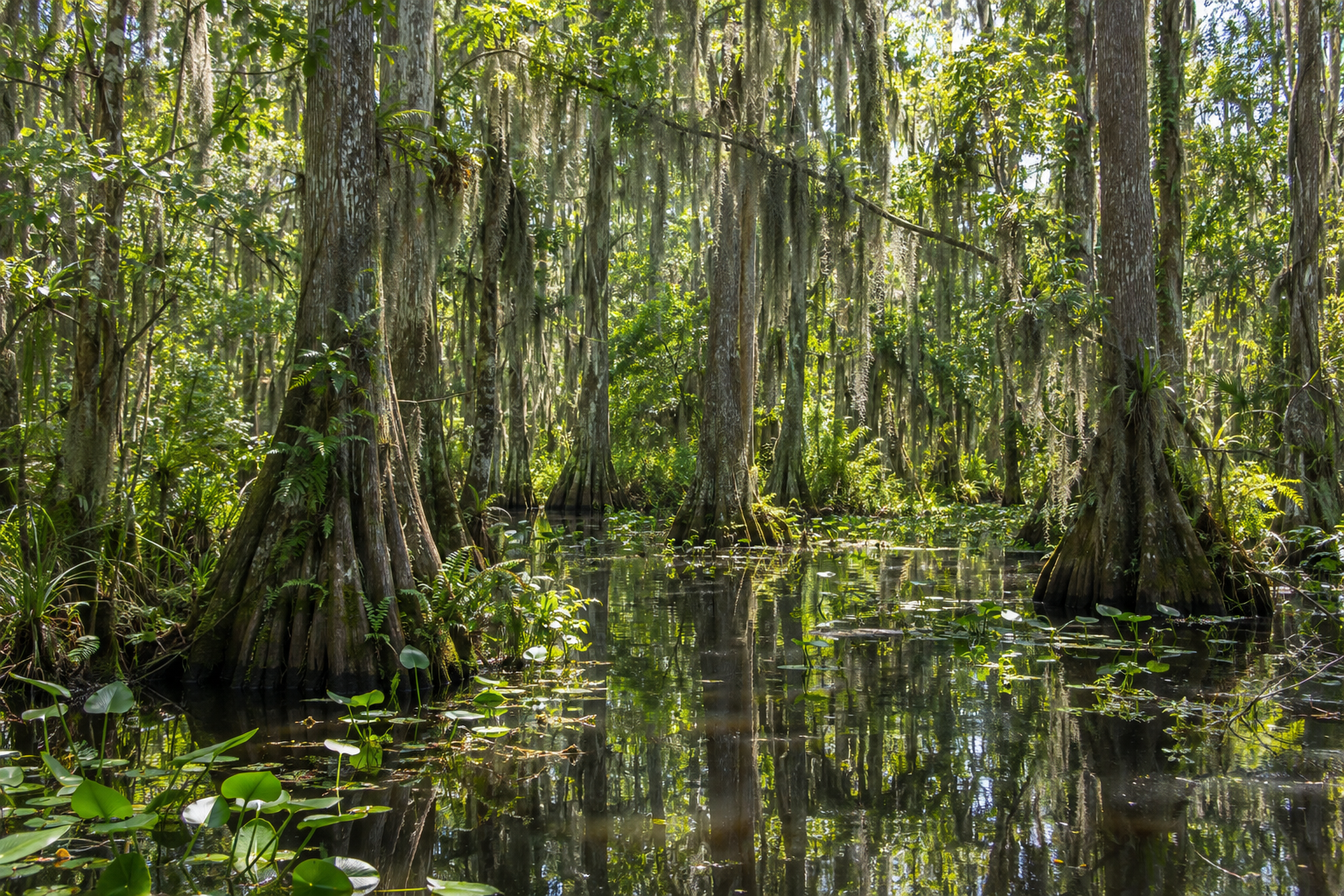 Cypress swamp in Big Cypress where Seminole warriors evaded U.S. forces during the Seminole Wars